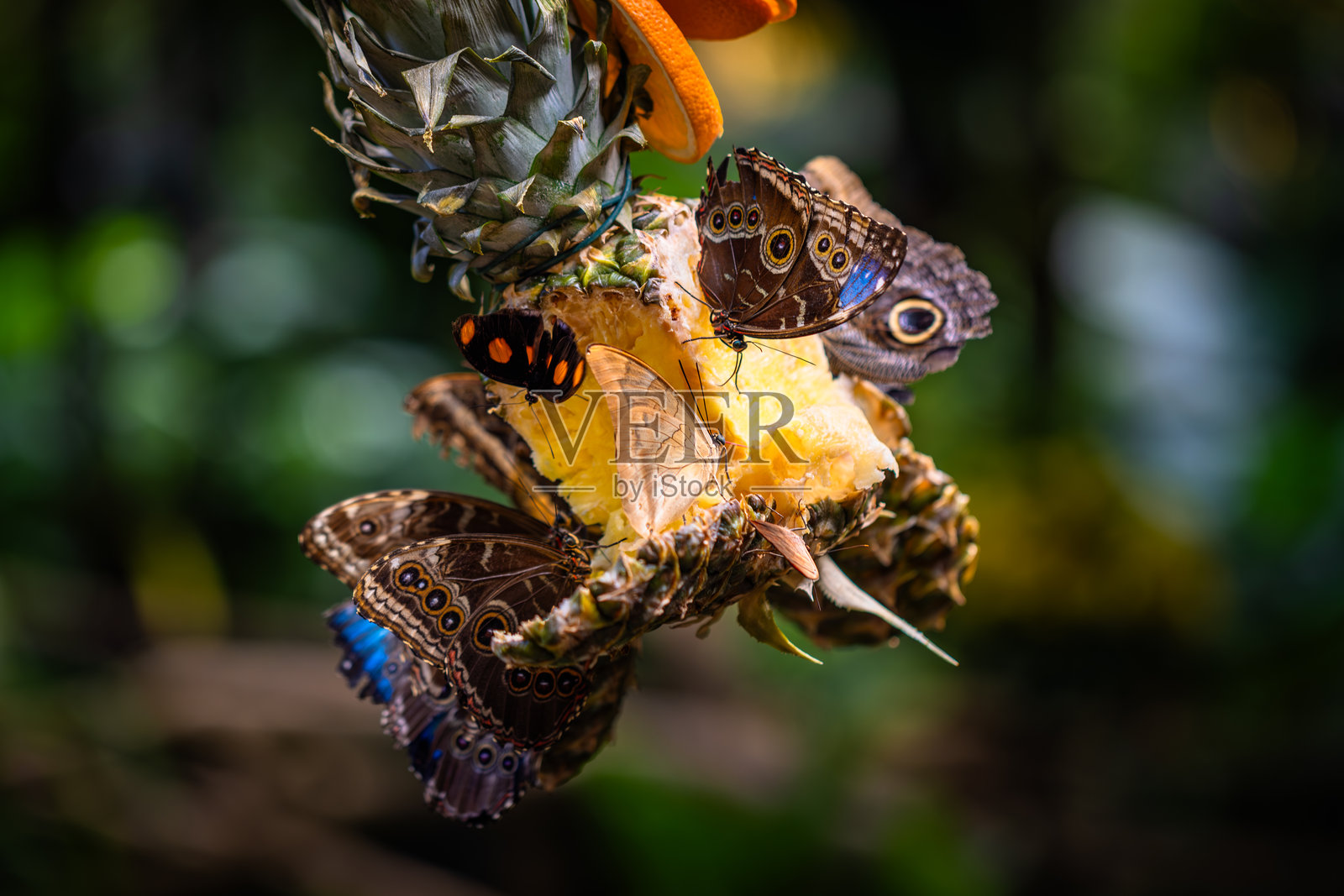 美丽多彩的蝴蝶昆虫在热带雨林中照片摄影图片