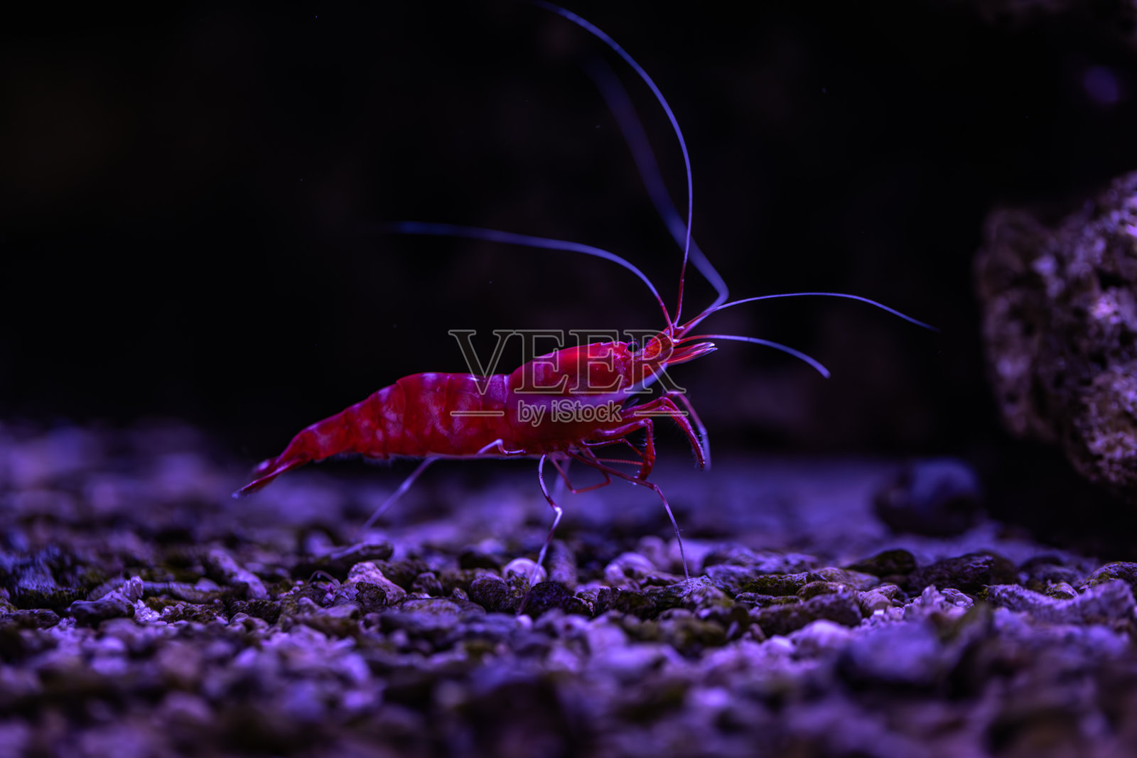 水族箱中被圈养的小鱼照片摄影图片