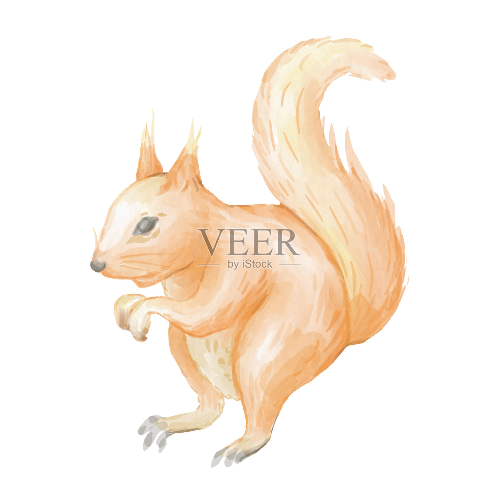 水彩松鼠插画图片素材