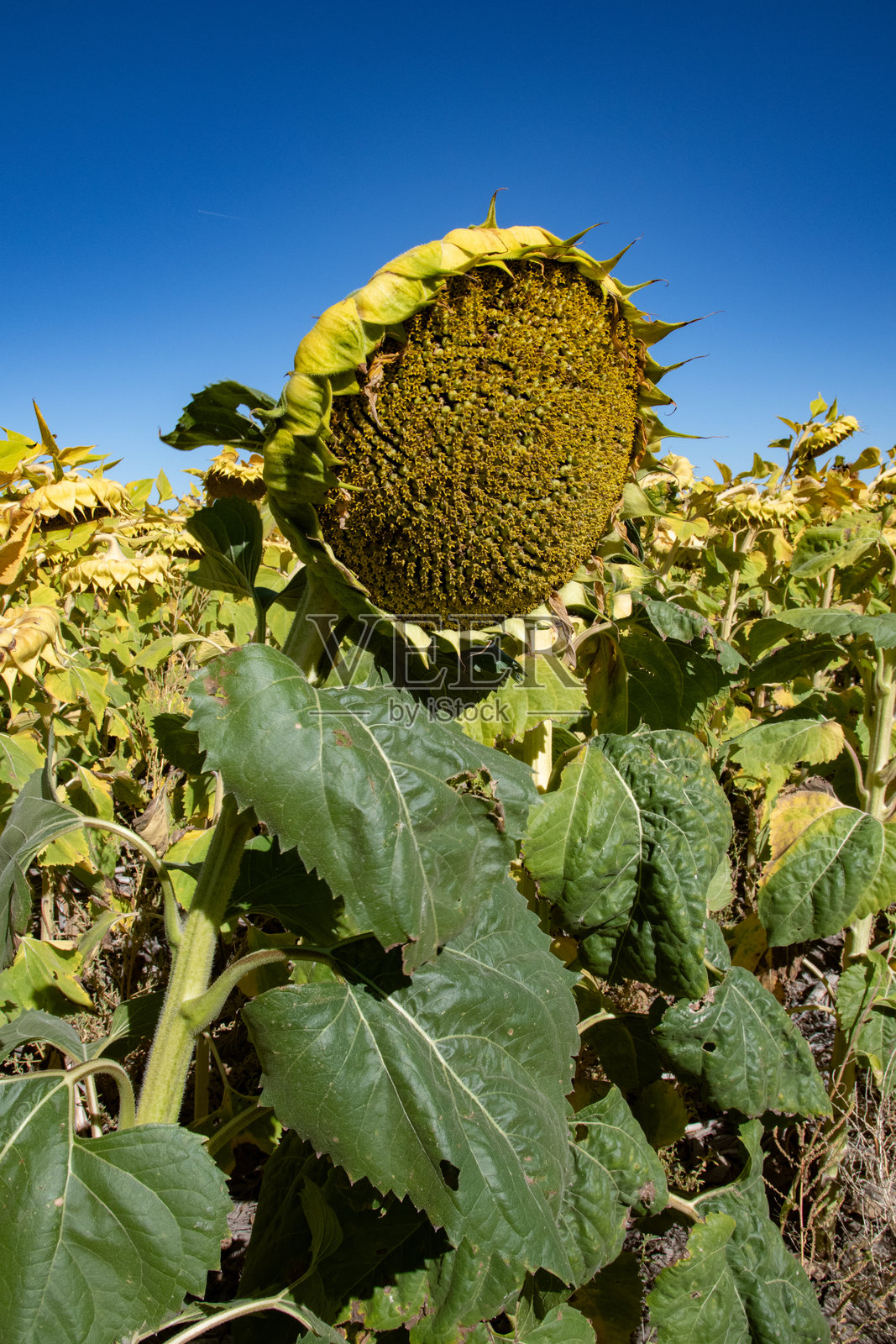 美国中西部内布拉斯加州的大向日葵照片摄影图片
