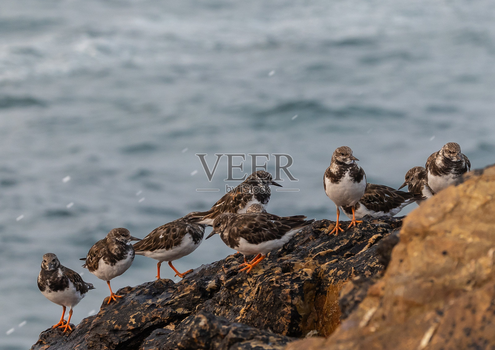 翻石鹬，涉水鸟类照片摄影图片