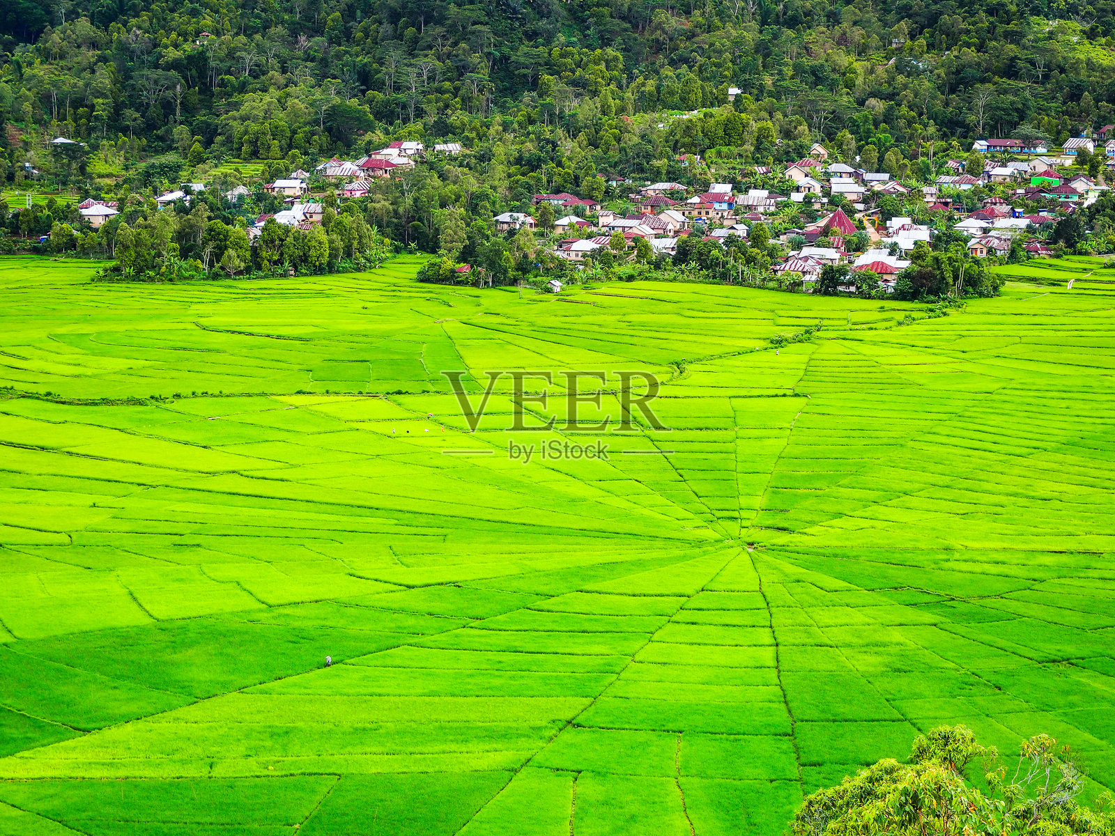 印尼东努沙登加拉省弗洛雷斯岛洛多克卡拉村的蜘蛛网稻田照片摄影图片