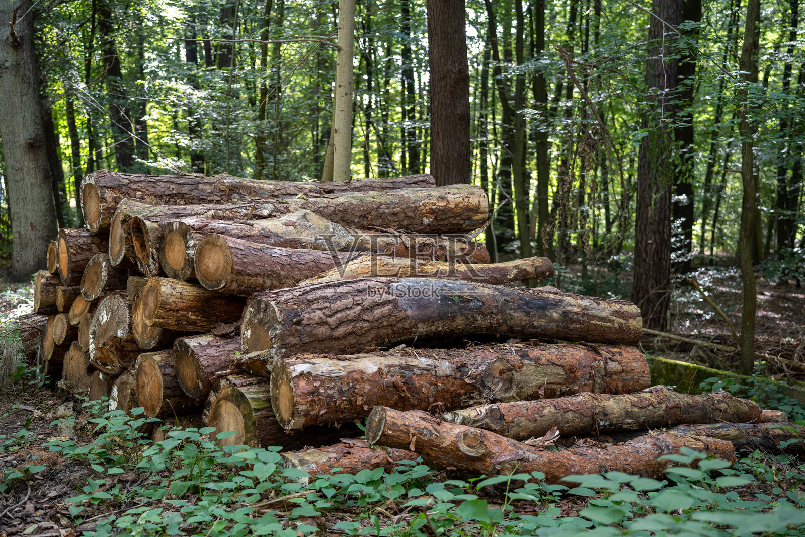 一堆整齐排列在森林中的长木材照片摄影图片