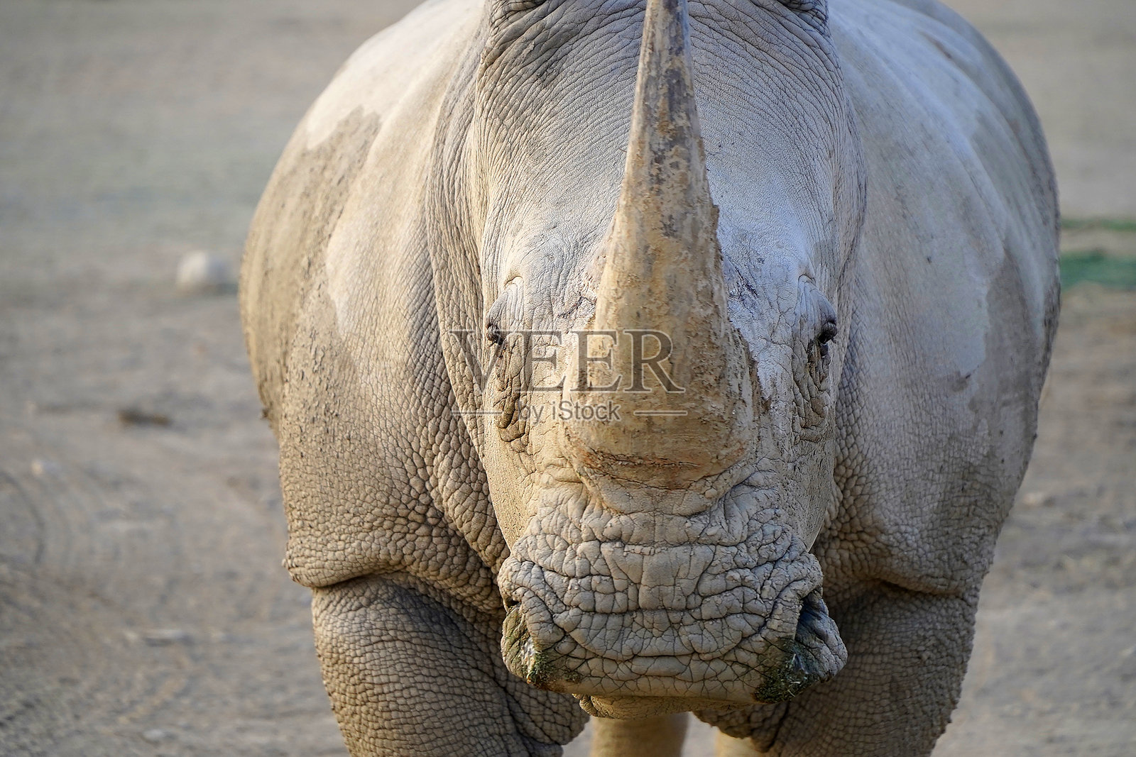 非洲野生动物公园中的成年雄性白犀牛照片摄影图片