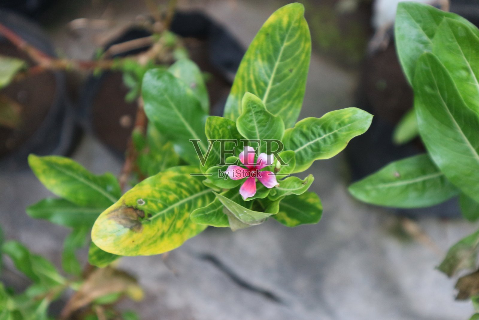 长春花照片摄影图片