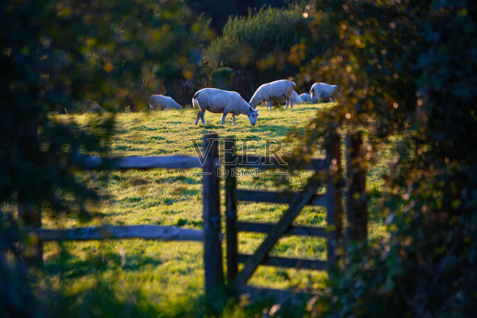 羊照片摄影图片