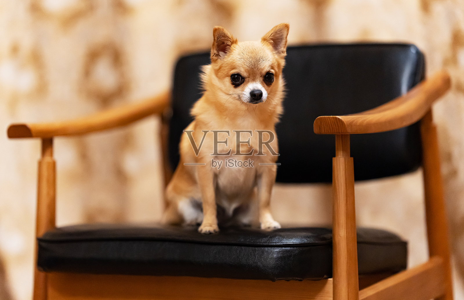 一只小红毛吉娃娃坐在扶手椅上。照片摄影图片