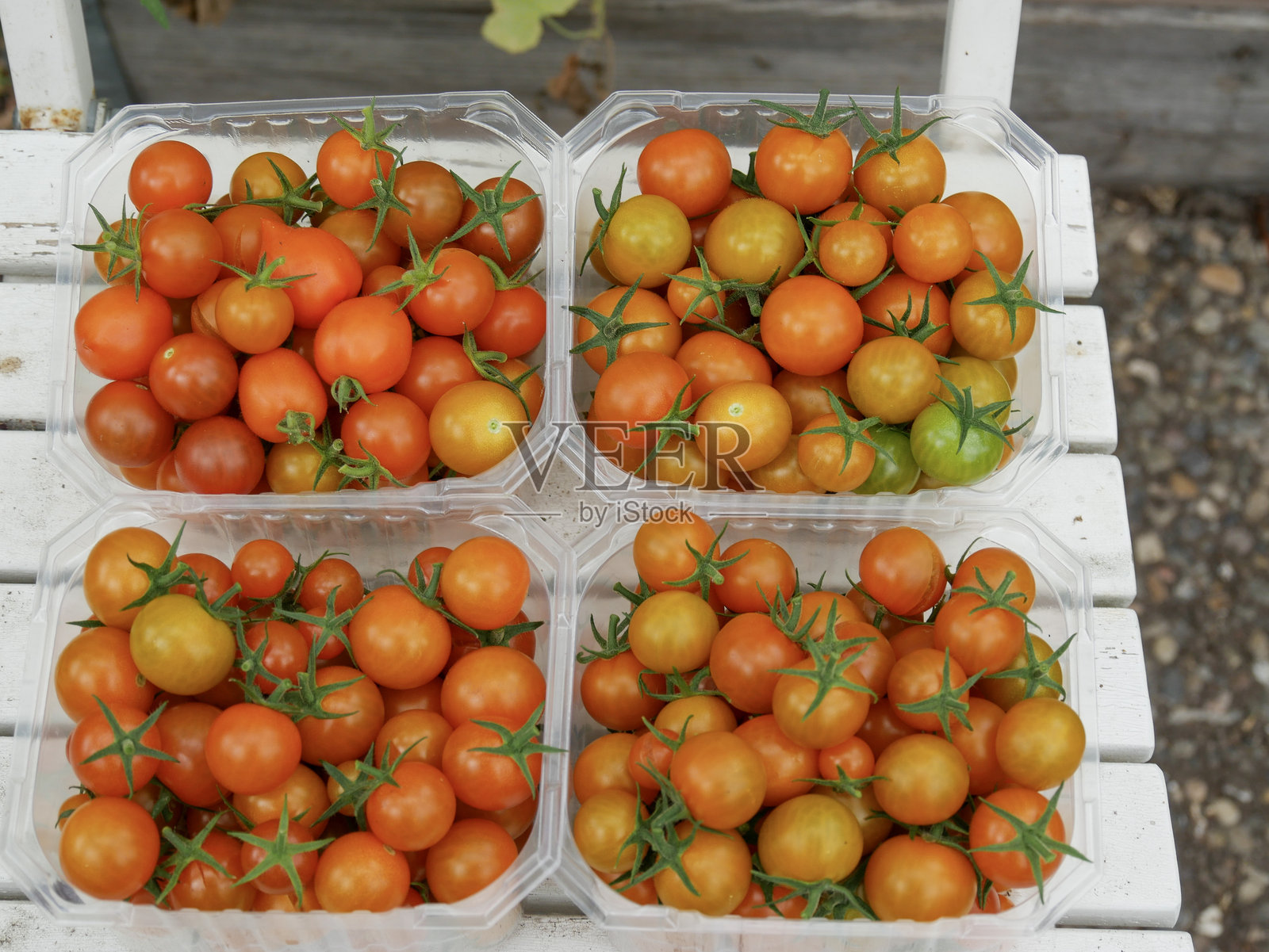 阳光金番茄照片摄影图片