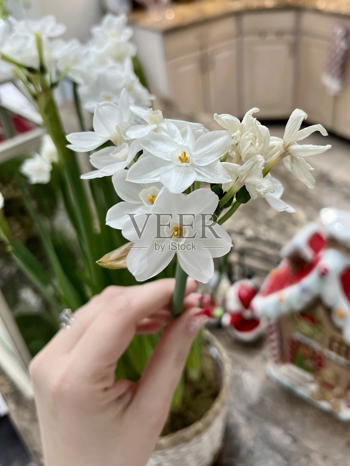 冬季水仙花照片摄影图片