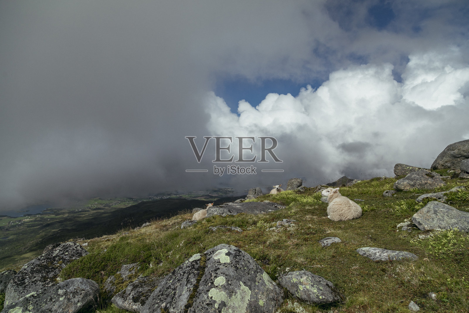 挪威诺尔兰高地平台上俯瞰洛弗敦群岛的美丽景色，云雾缭绕，羊群在悠闲地吃草。照片摄影图片