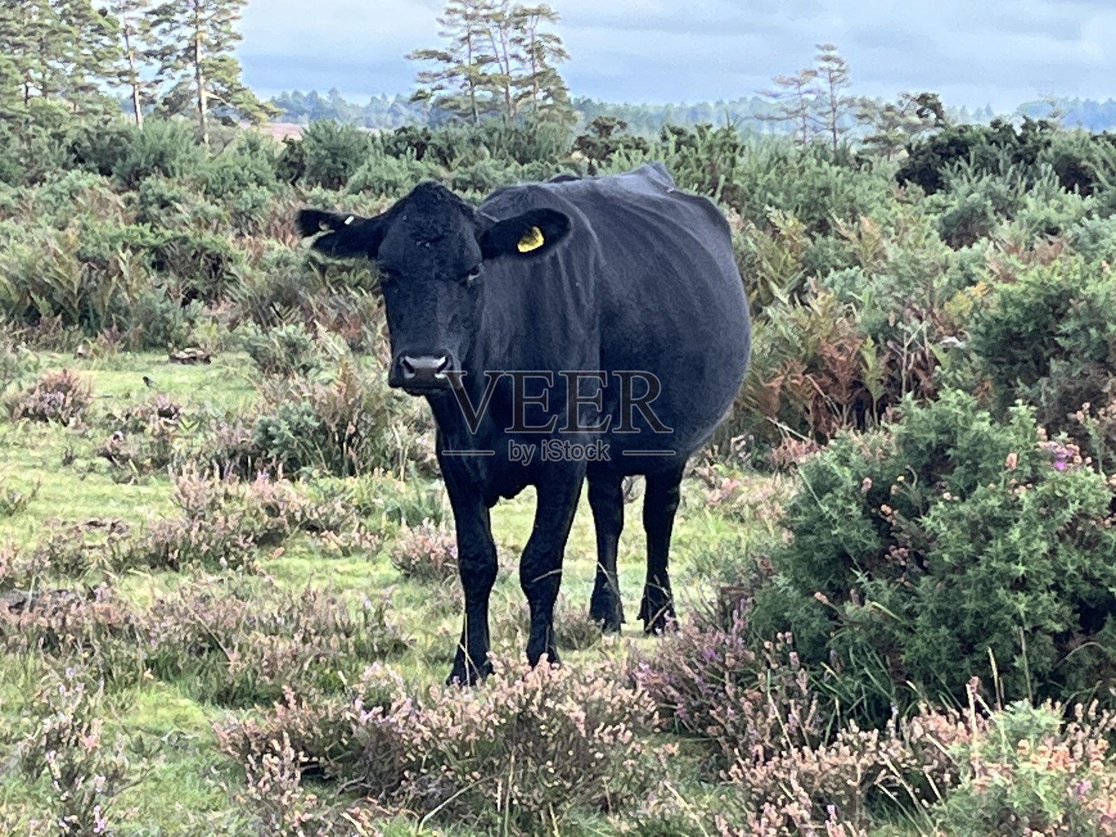 新森林的牛照片摄影图片