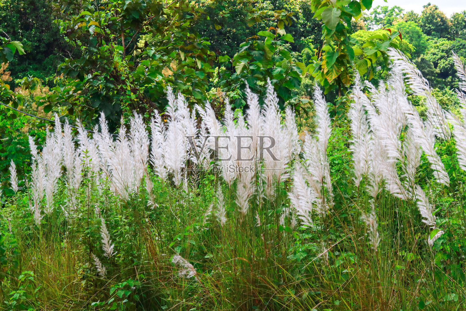 孟加拉国森林中的白色蒲苇。照片摄影图片
