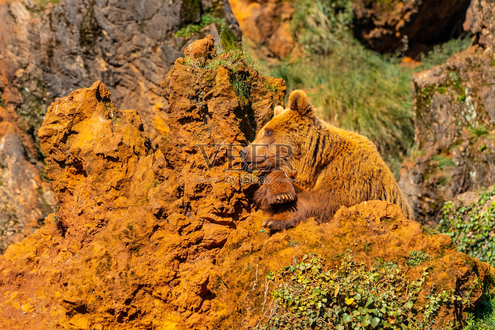 一只棕熊躺在一堆泥土上照片摄影图片