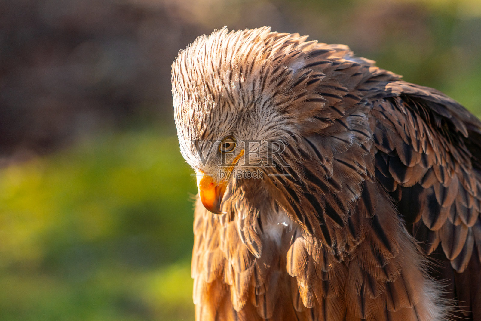 一只头部为棕色、羽毛为黑色的鸟照片摄影图片