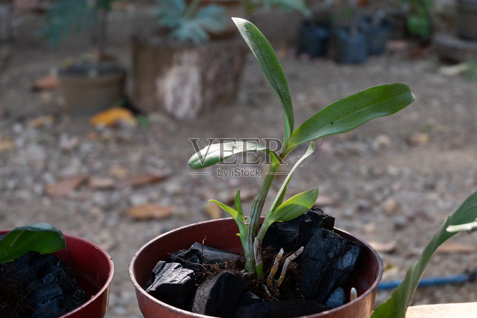 石斛兰植物照片摄影图片