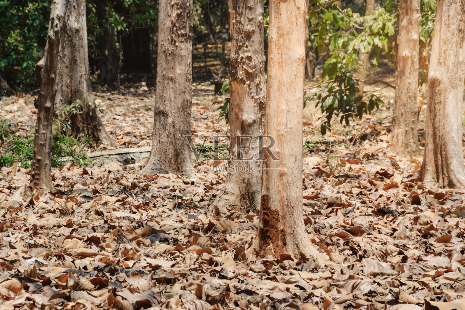 阳光下的树干照片摄影图片