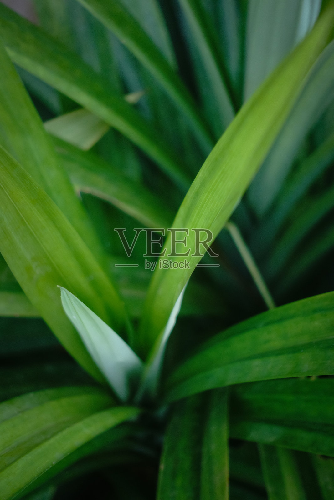 贺卡照片摄影图片