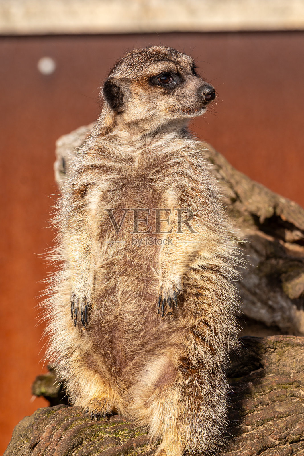 长尾巴的小动物站在木头上照片摄影图片