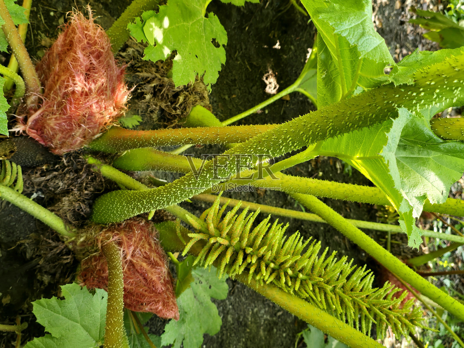 温哥华斯坦利公园海堤与西区的花卉、植物、水景、交通工具、云景和建筑物，九月时的景象照片摄影图片