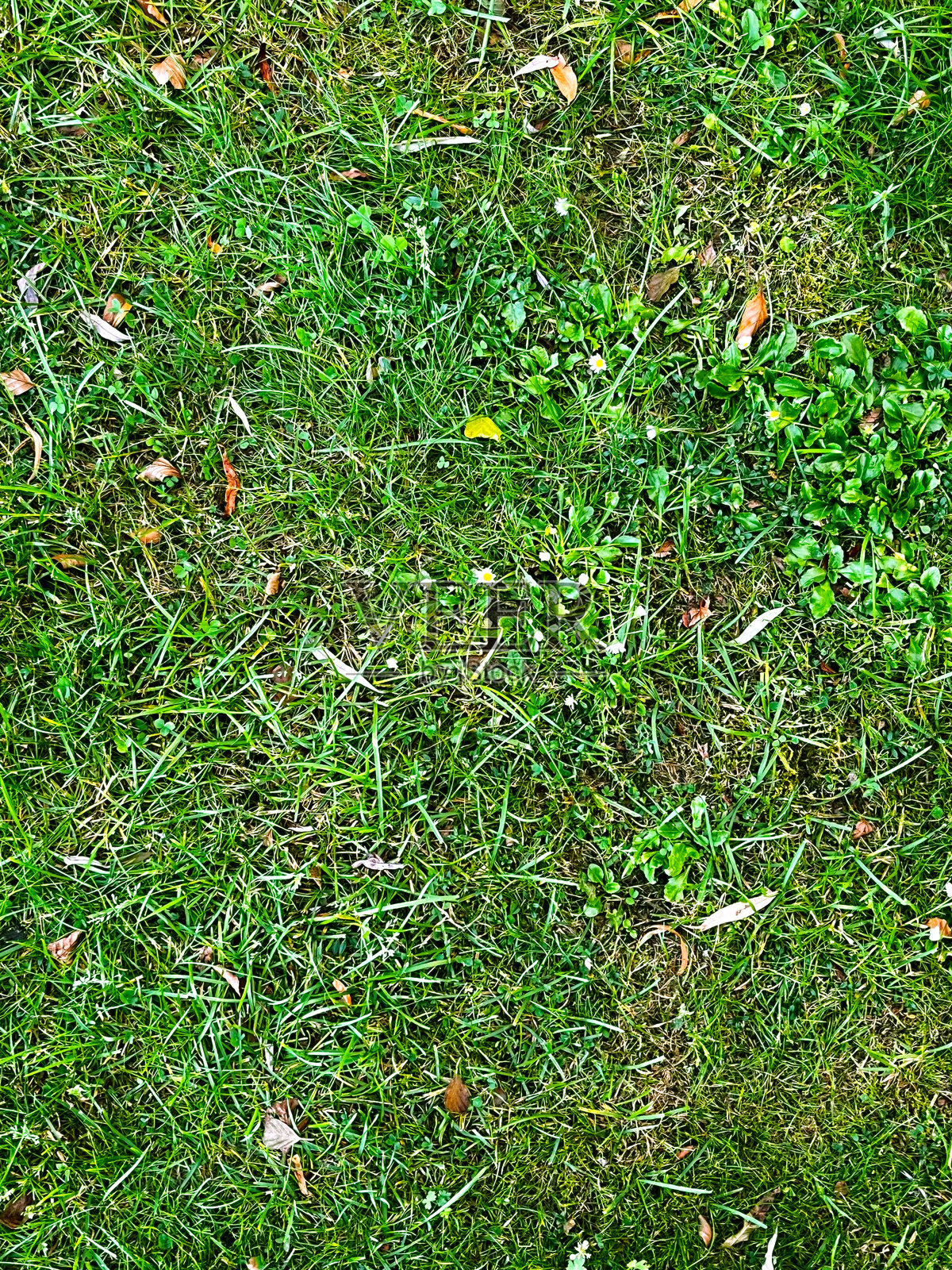 绿色草地背景纹理。俯视图。照片摄影图片