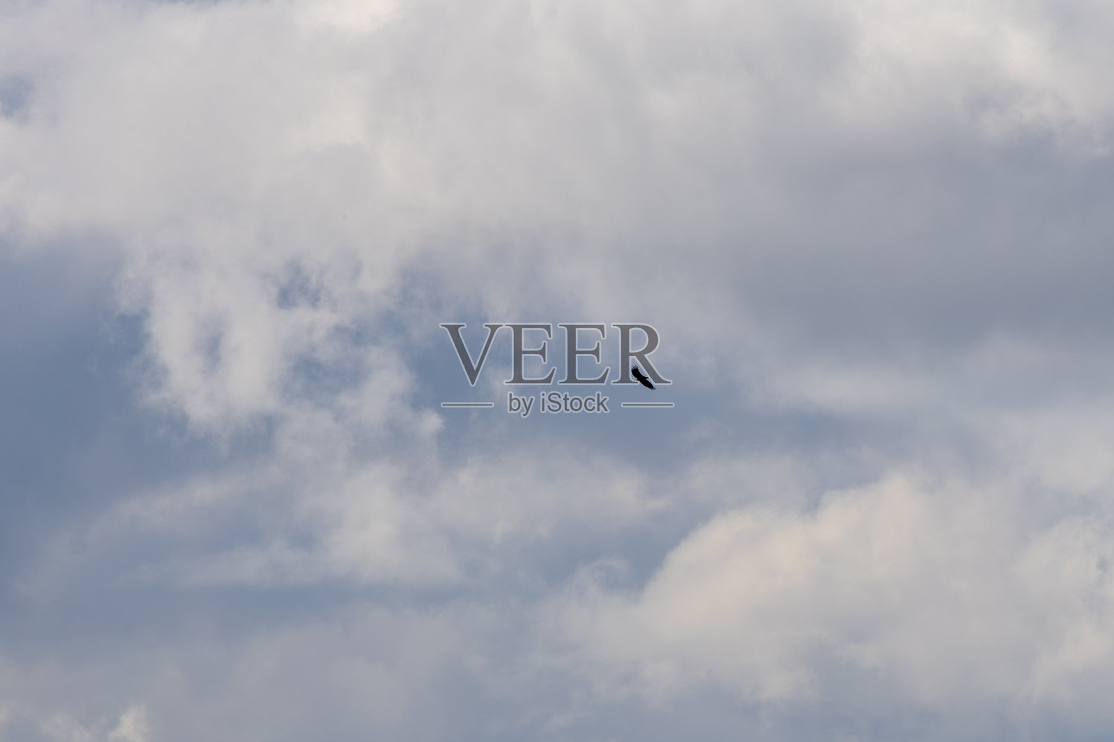 在多云的天空中翱翔的鹰照片摄影图片