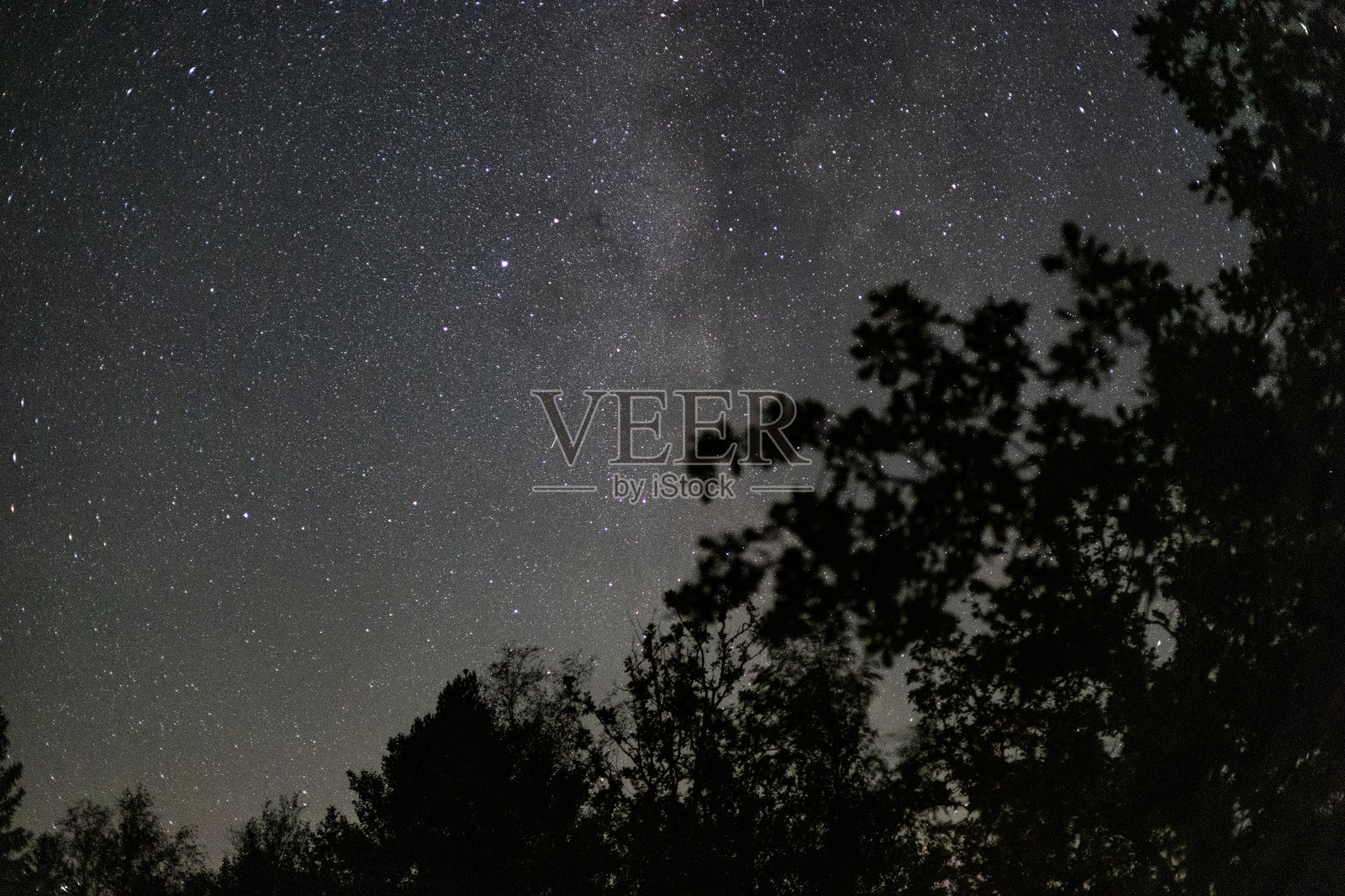 星空下的树木剪影照片摄影图片