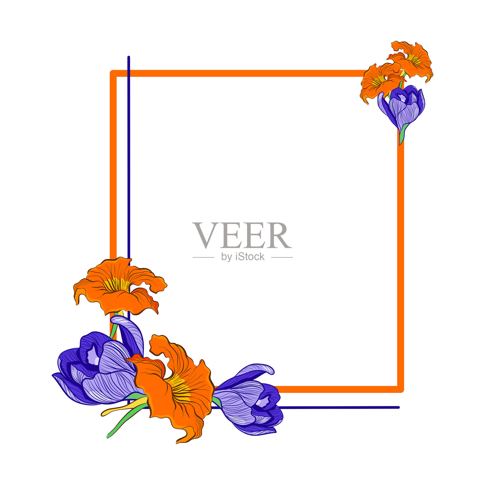 番红花和金莲花花卉框架插画图片素材