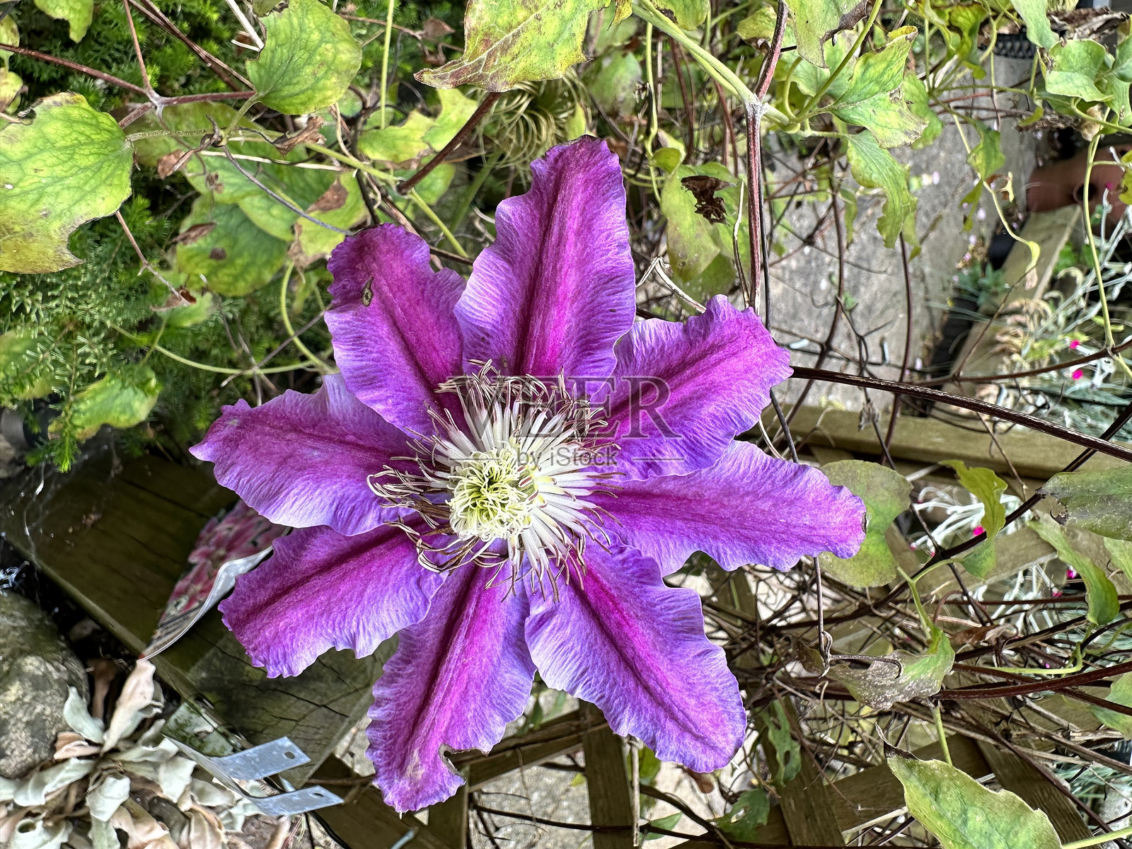 铁线莲照片摄影图片