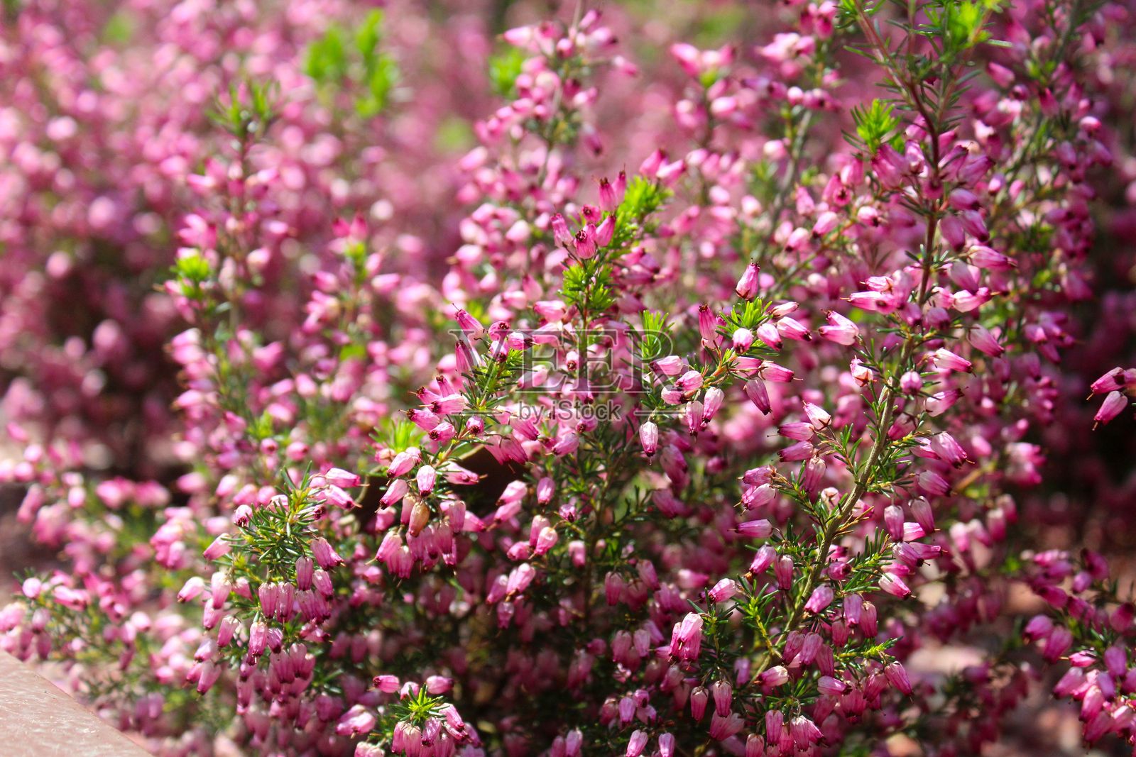 鲜艳的粉色石楠花盛开着照片摄影图片
