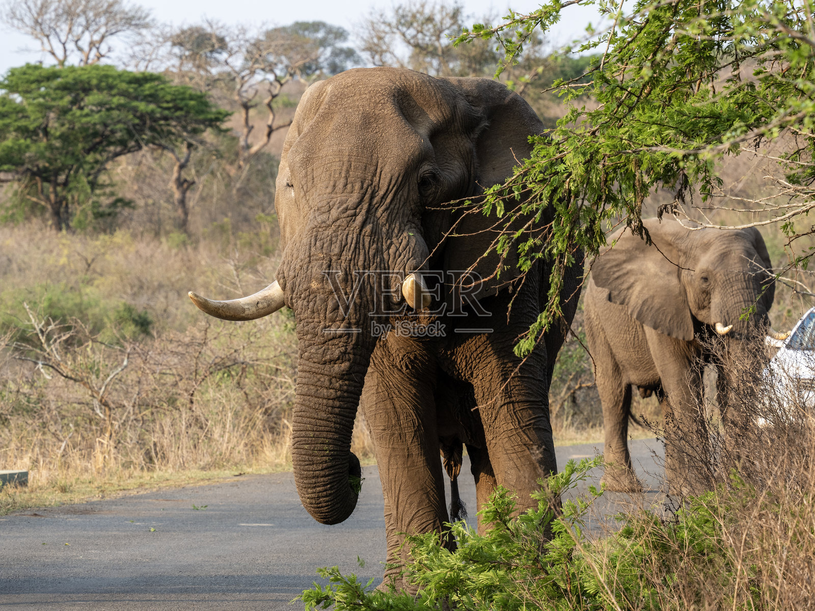 大象照片摄影图片
