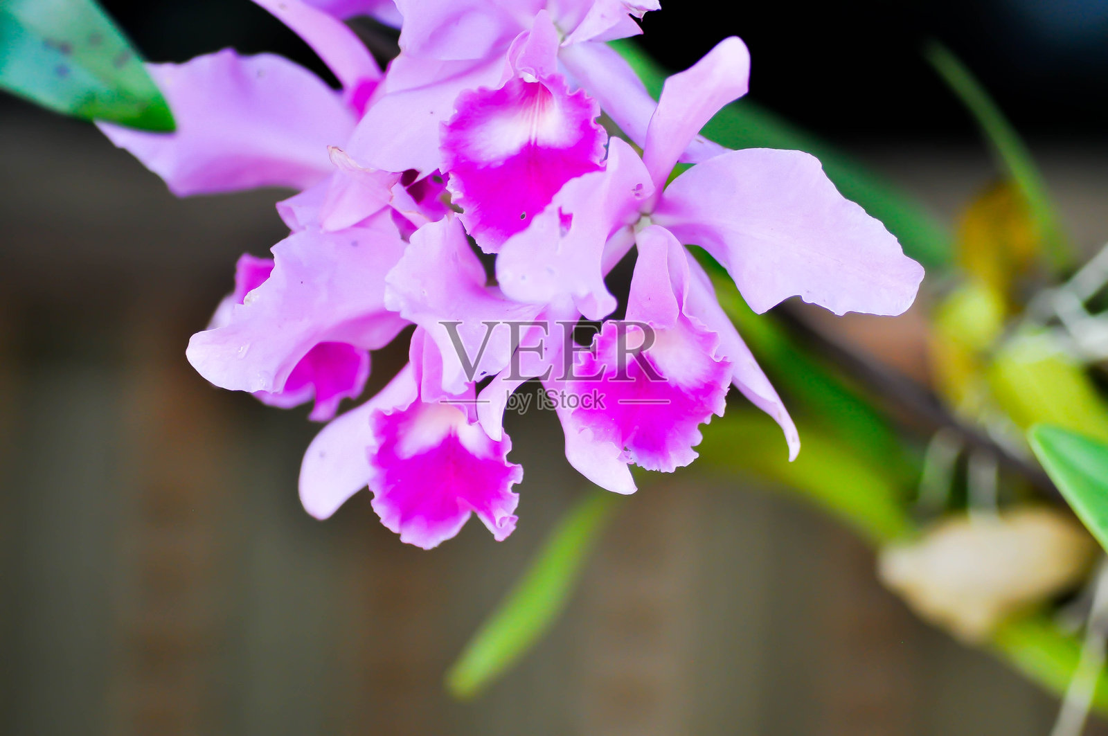 劳伦斯卡特莉亚，特雷弗·劳伦斯爵士的卡特莉亚，或兰花，或紫色卡特莉亚照片摄影图片