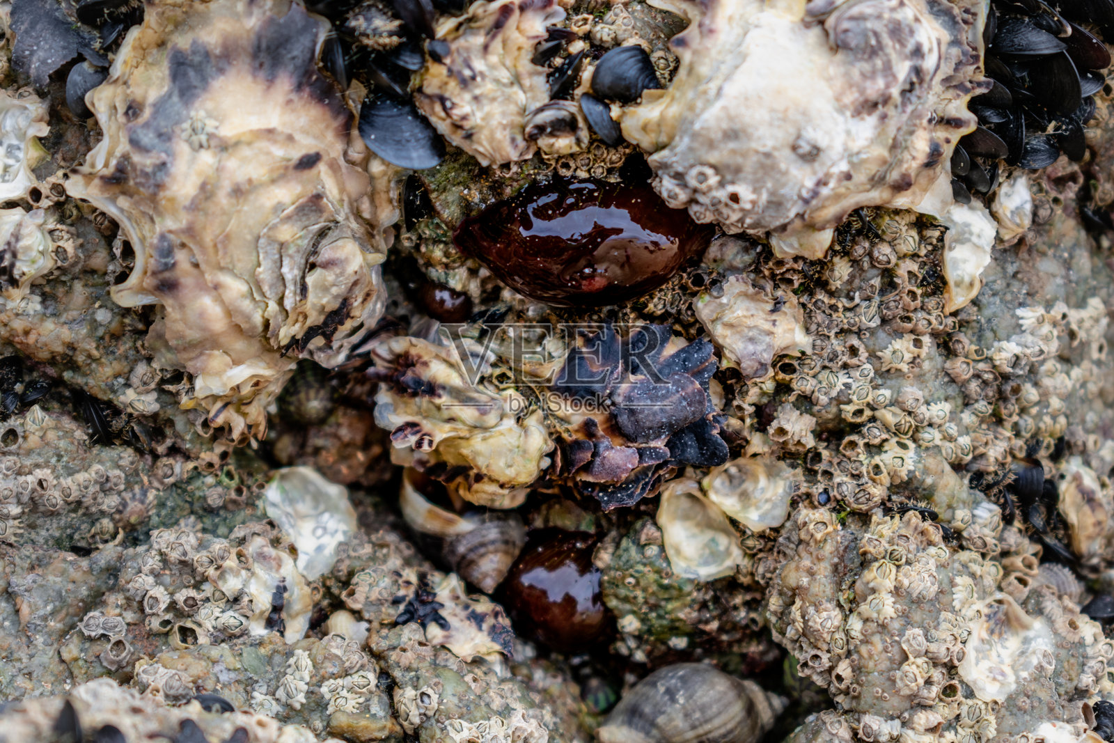 布列塔尼阿摩尔海岸的岩石上，低潮时的番茄海葵，红色海葵，或称珠状海葵，学名为海葵。照片摄影图片