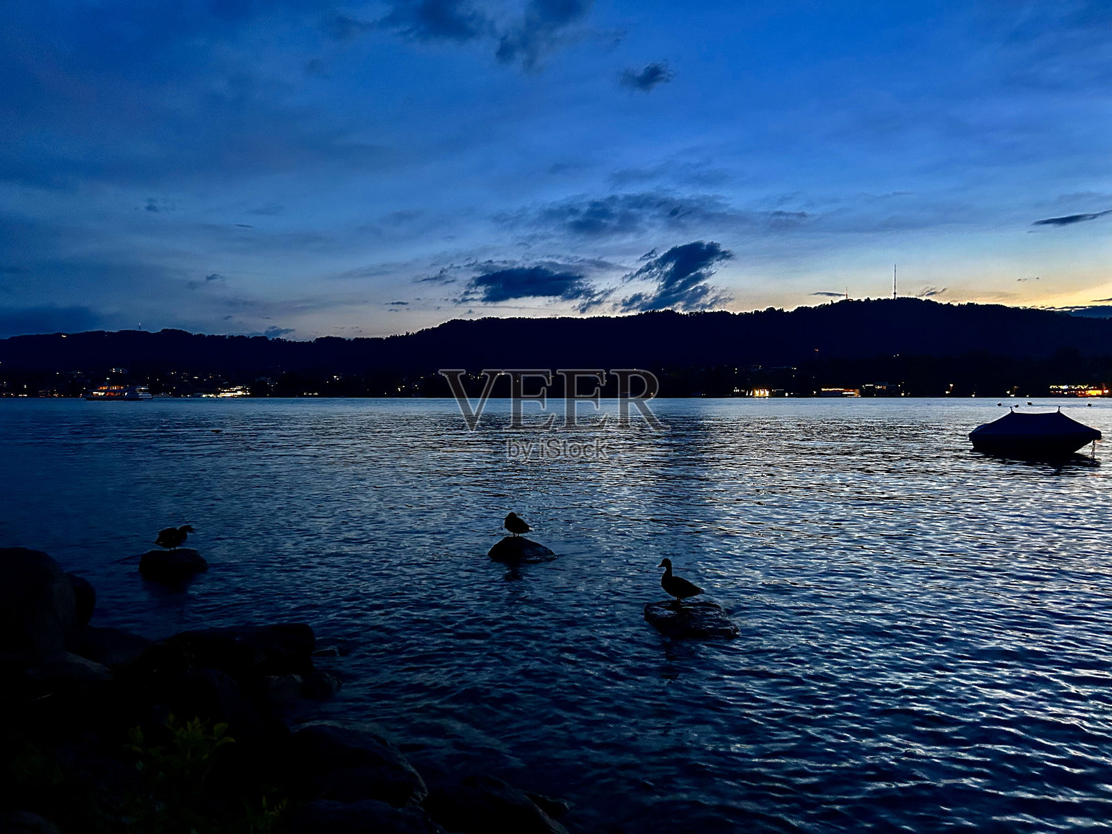 苏黎世湖上的鸭子在傍晚时分照片摄影图片