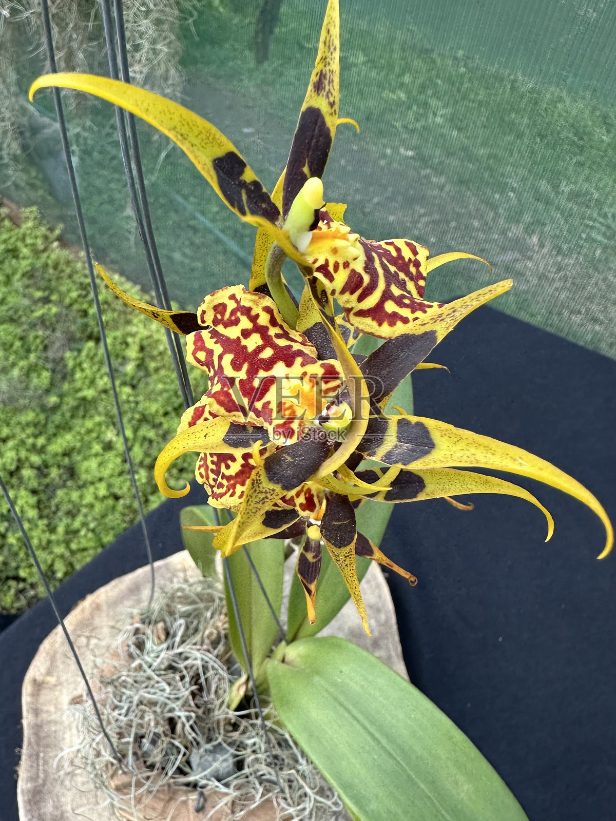 兰花温室内兰花的特写镜头照片摄影图片