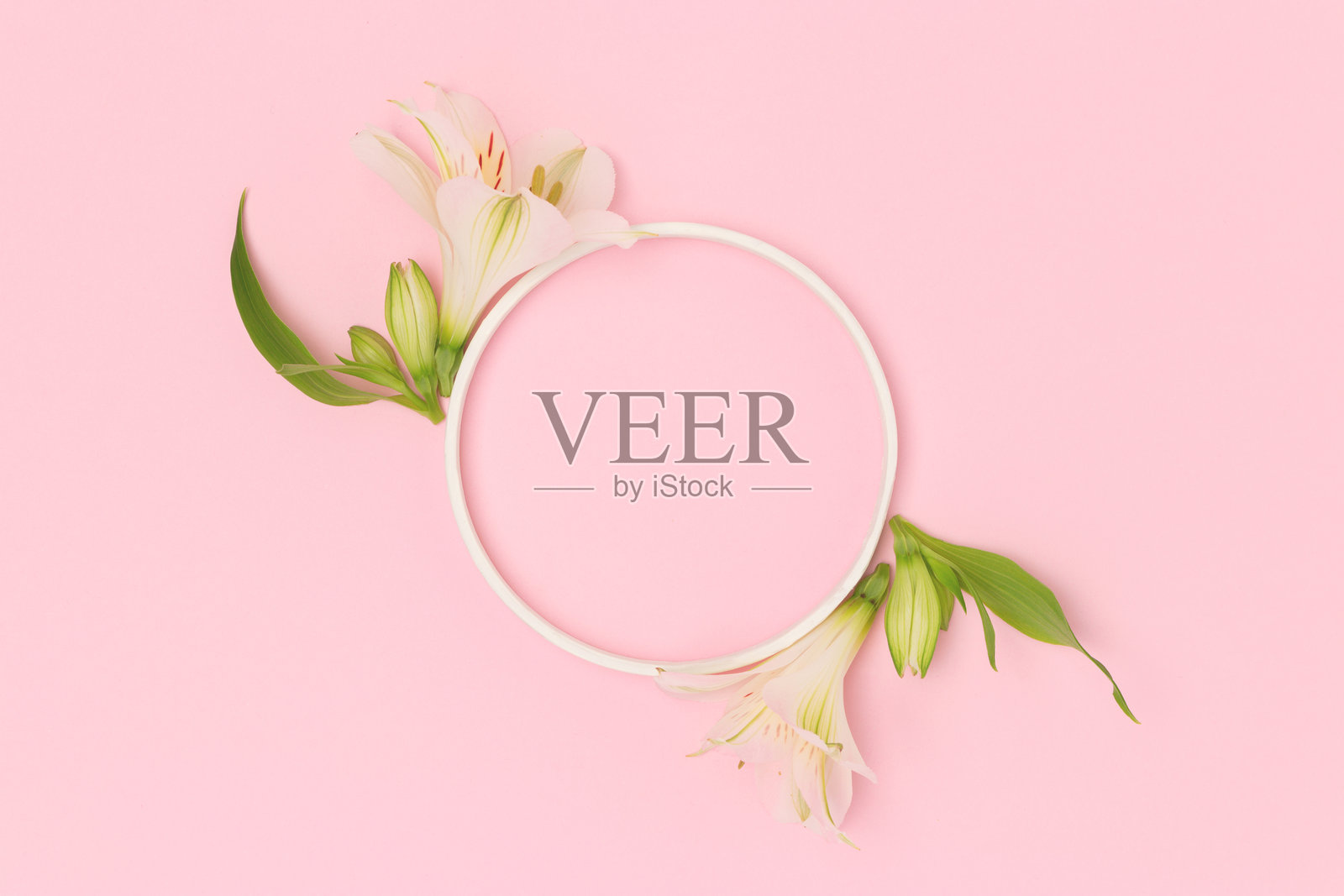 由绿色叶子和白色百合花组成的圆形框架。照片摄影图片