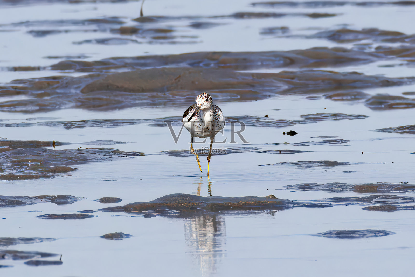 绿鹭在潮滩上行走。照片摄影图片