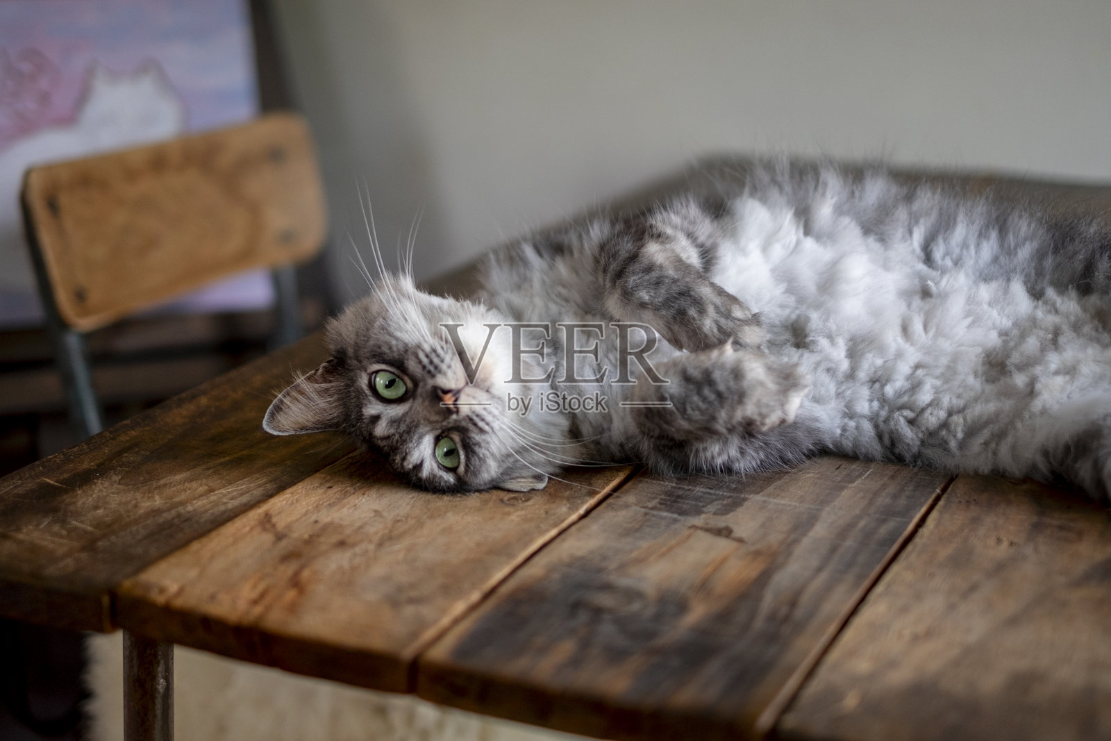 被宠坏的灰色猫咪。照片摄影图片