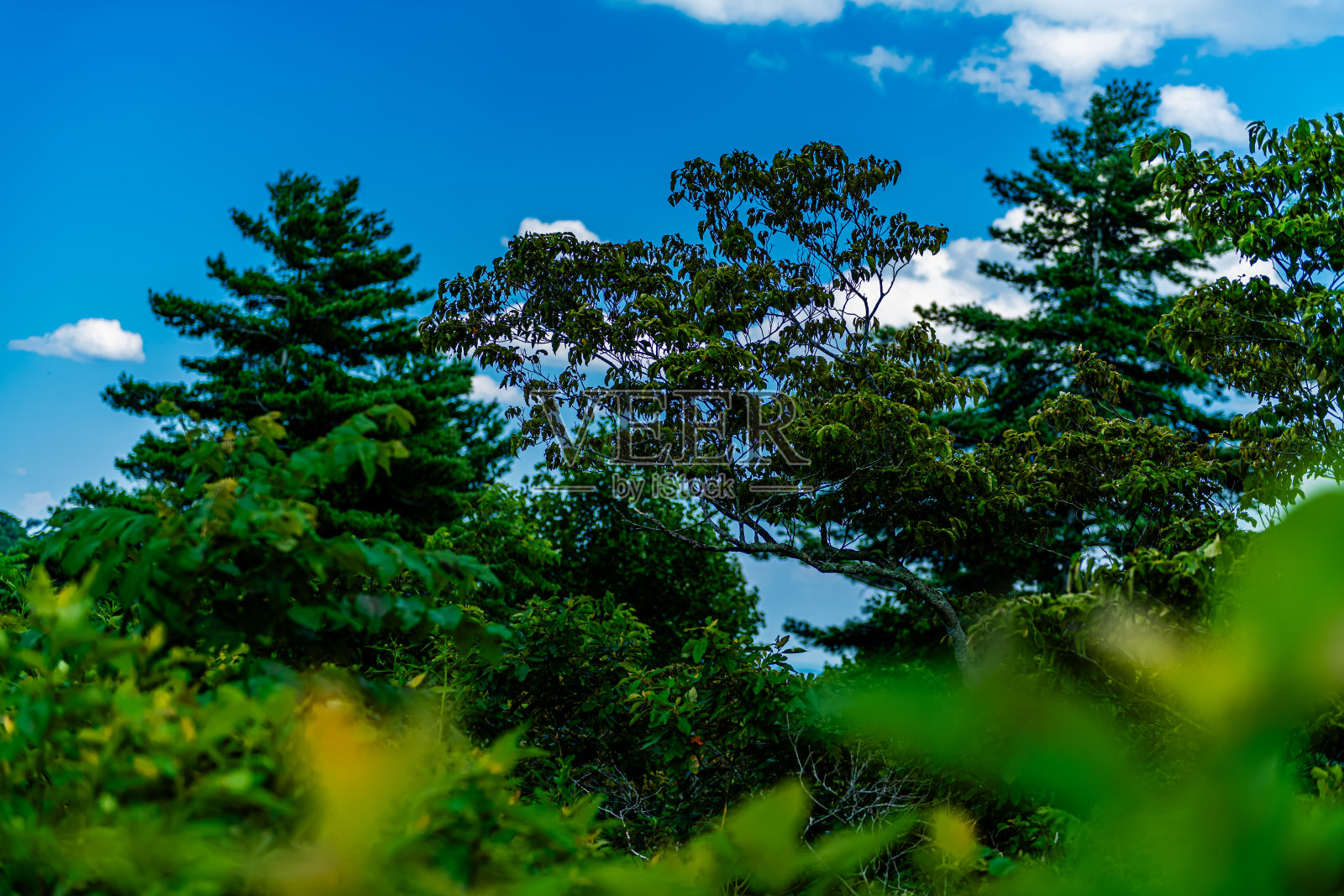 弗吉尼亚蓝岭公园风景优美的景观照片摄影图片