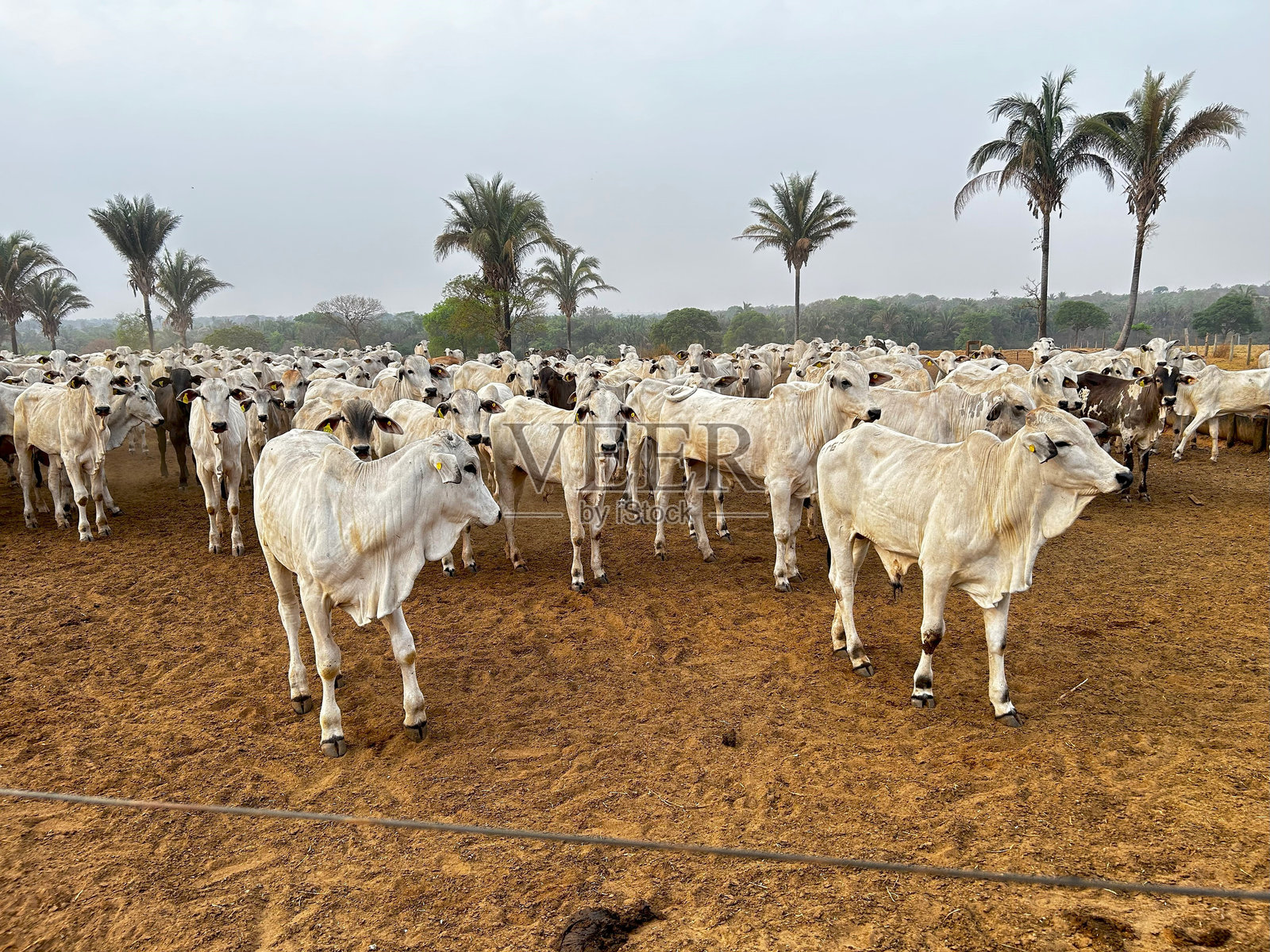 干季的奈洛尔牛群。风中扬起的尘土。照片摄影图片