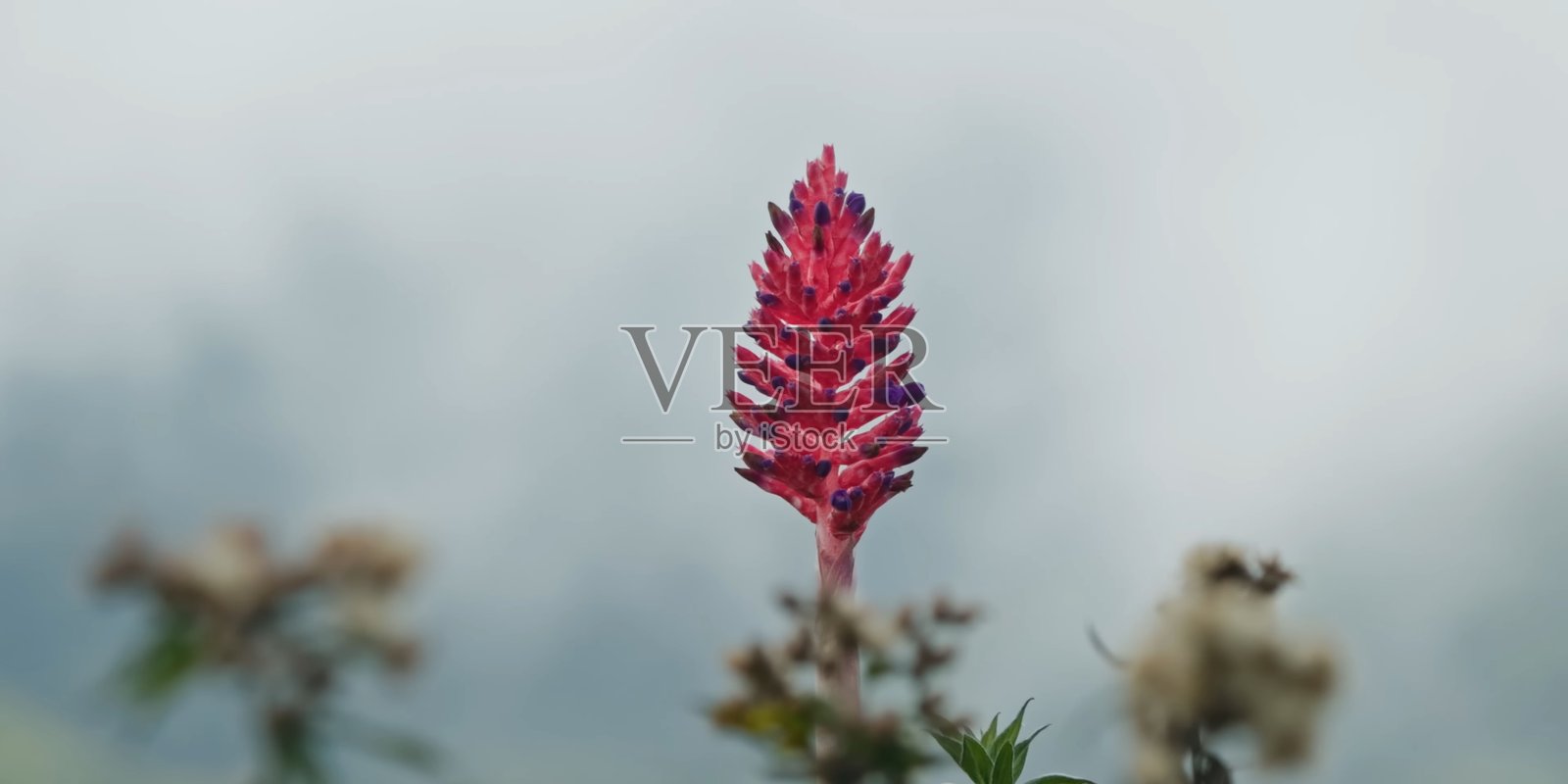 野花照片摄影图片