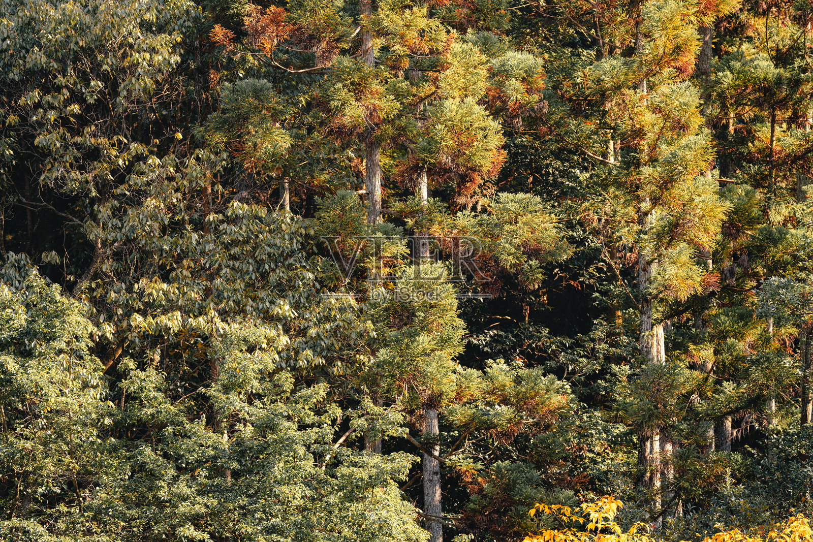 秋天的森林与五彩斑斓的树叶照片摄影图片