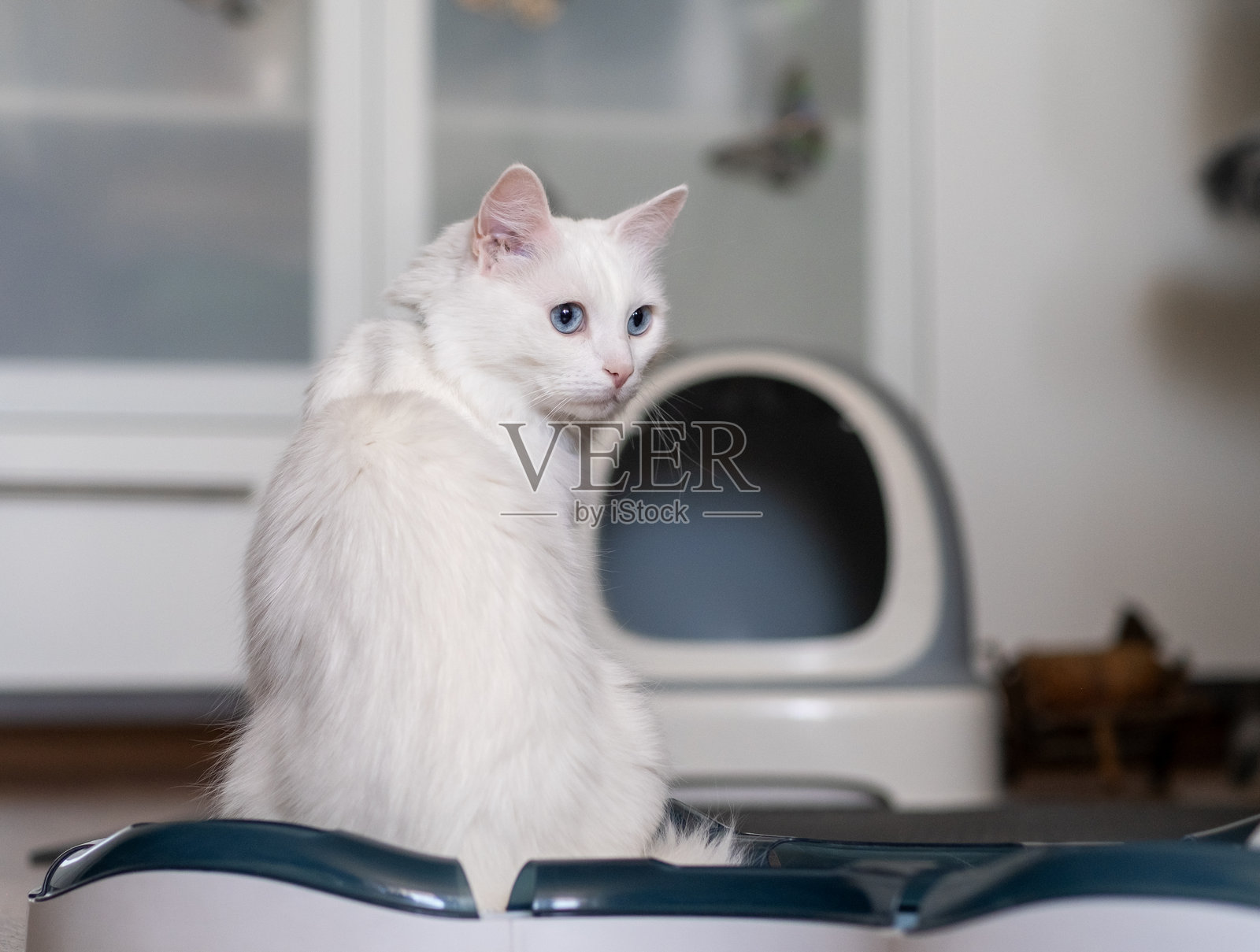 一只毛茸茸的白猫，明亮的蓝眼睛，放松地坐在猫砂箱上，周围是干净现代的居住空间。照片摄影图片