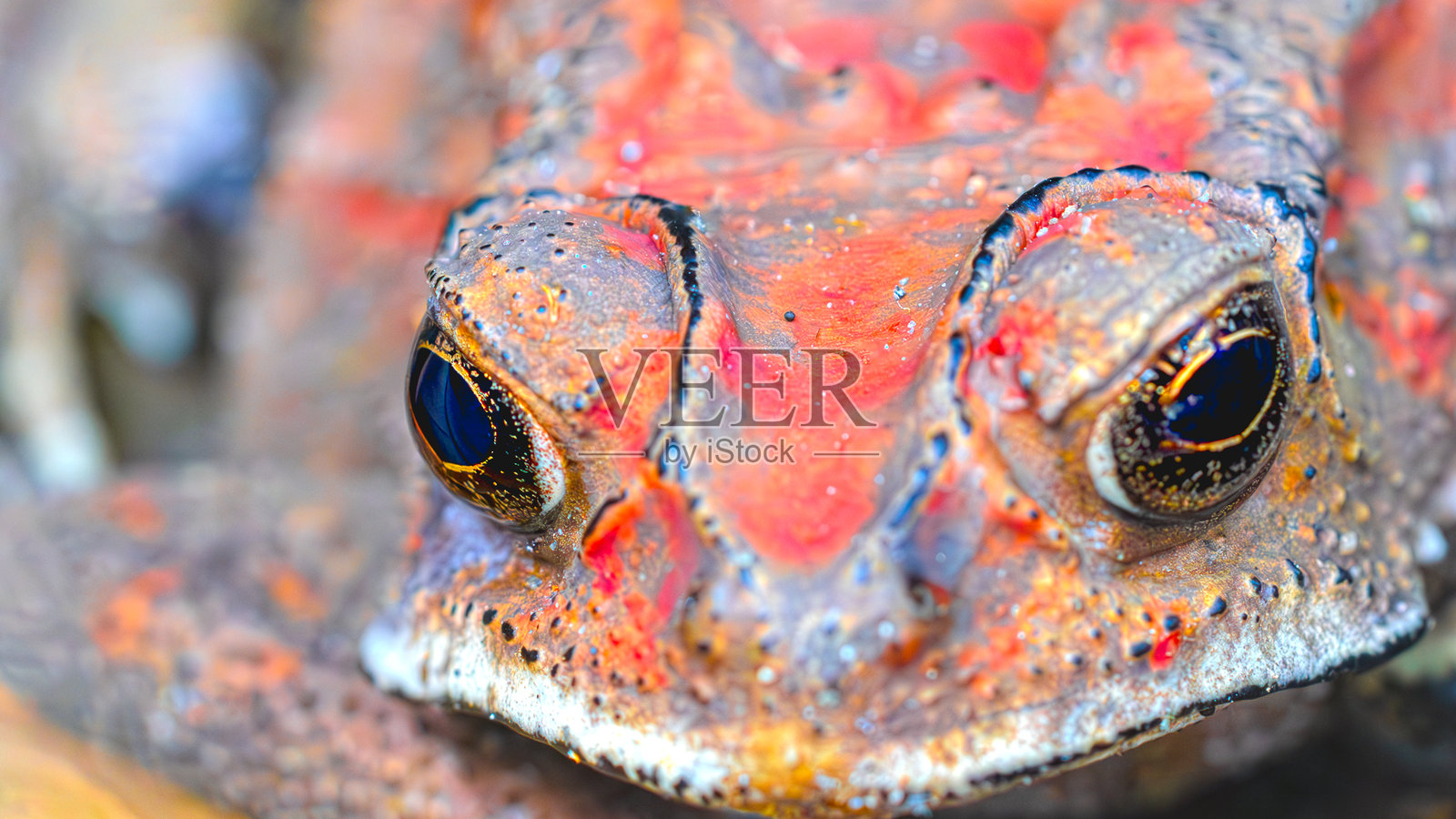 红色青蛙的图案和纹理照片摄影图片