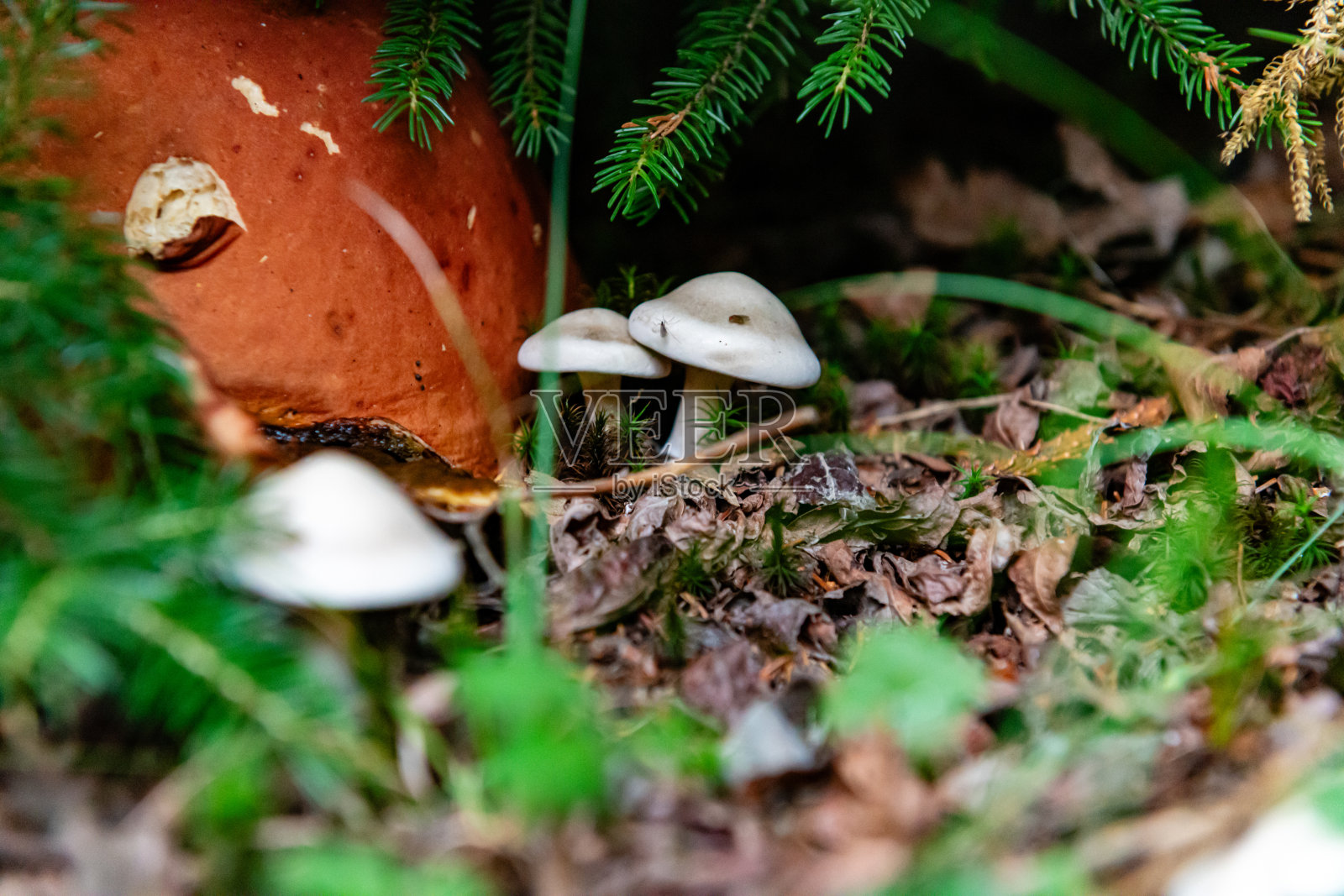 格雷森高地，弗吉尼亚州的植物和动物照片摄影图片