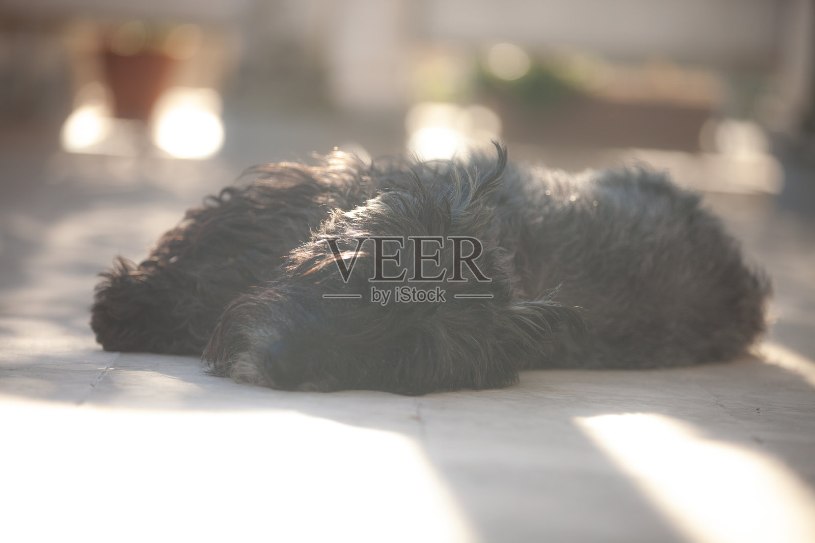 斯科蒂在打盹。照片摄影图片