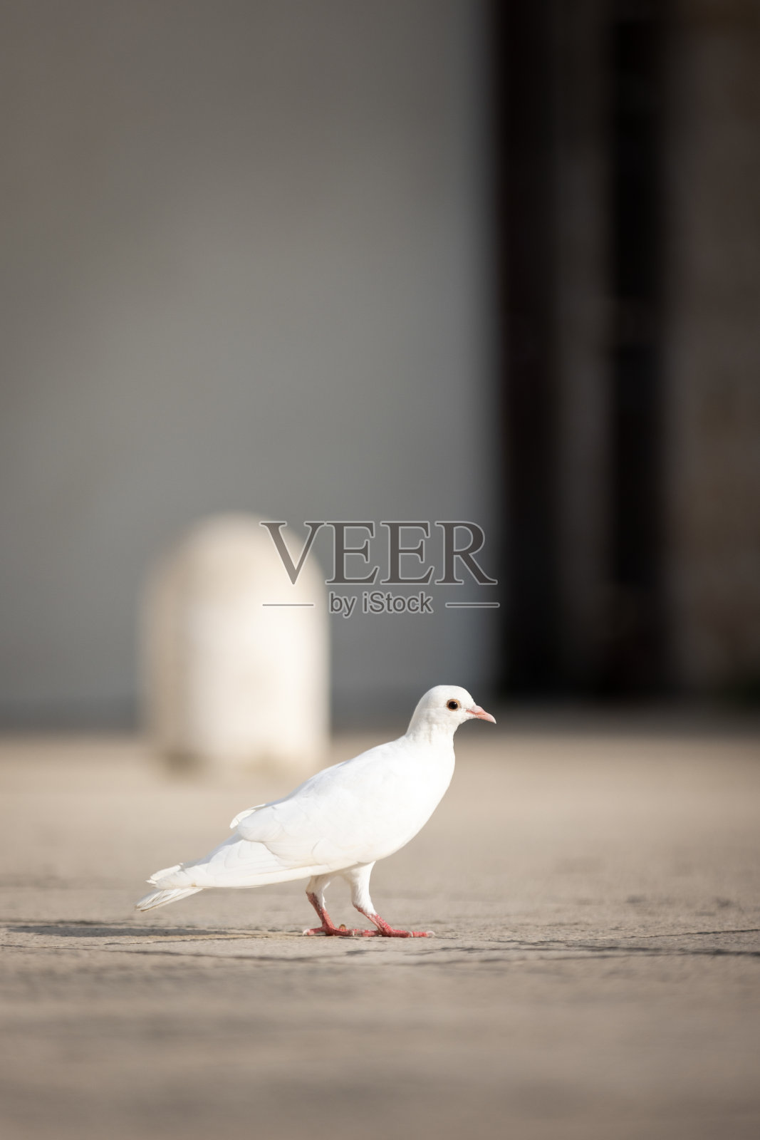 白色鸽子照片摄影图片