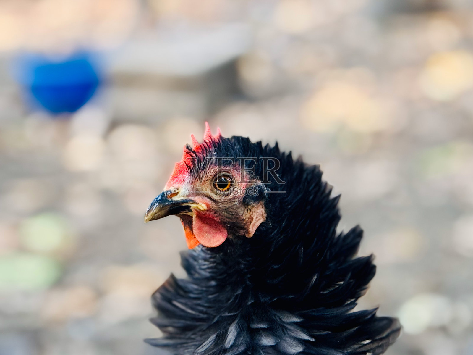 黑色卷毛鸡侧面图照片摄影图片