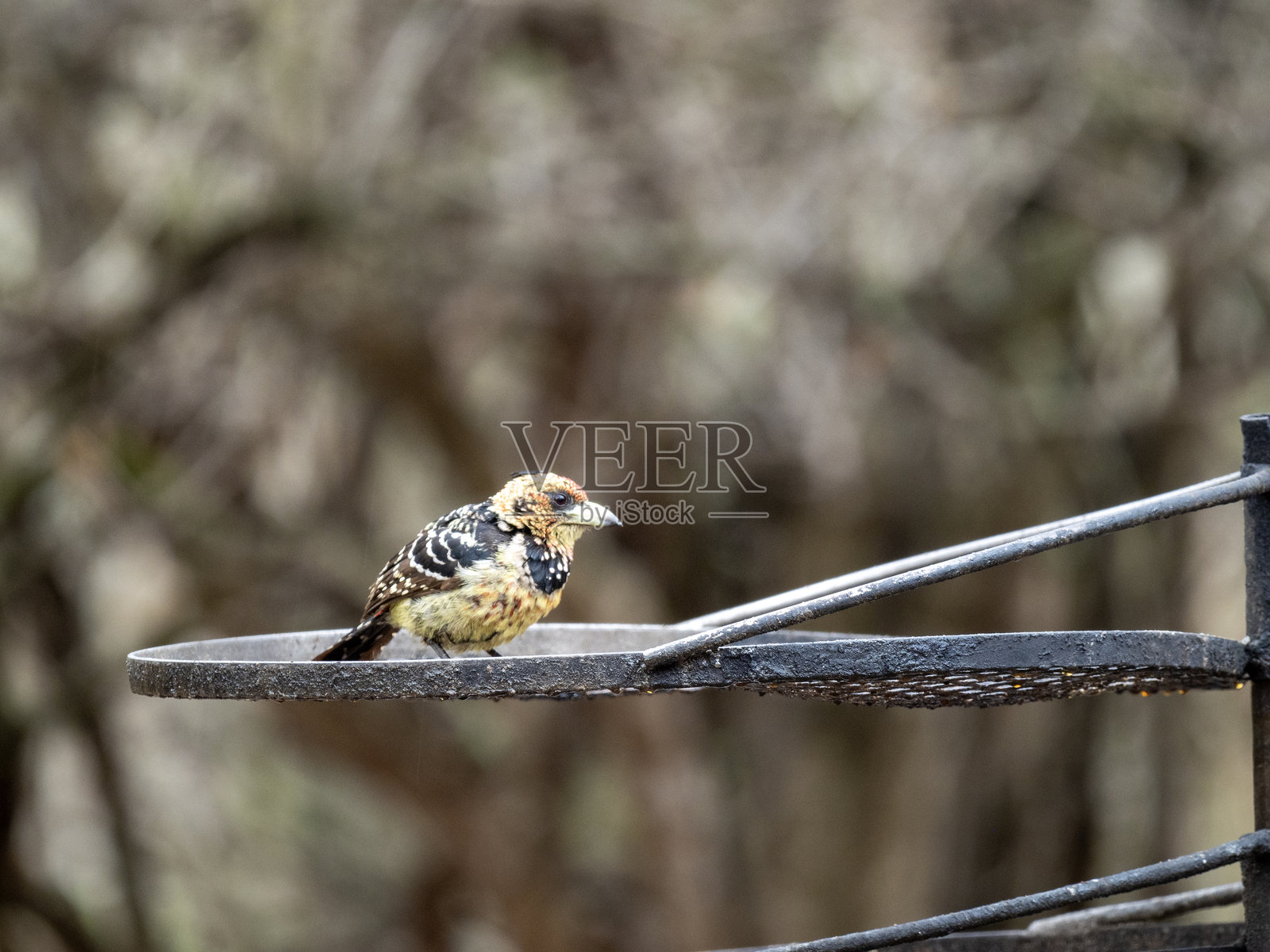 Trachyphonus vaillantii照片摄影图片