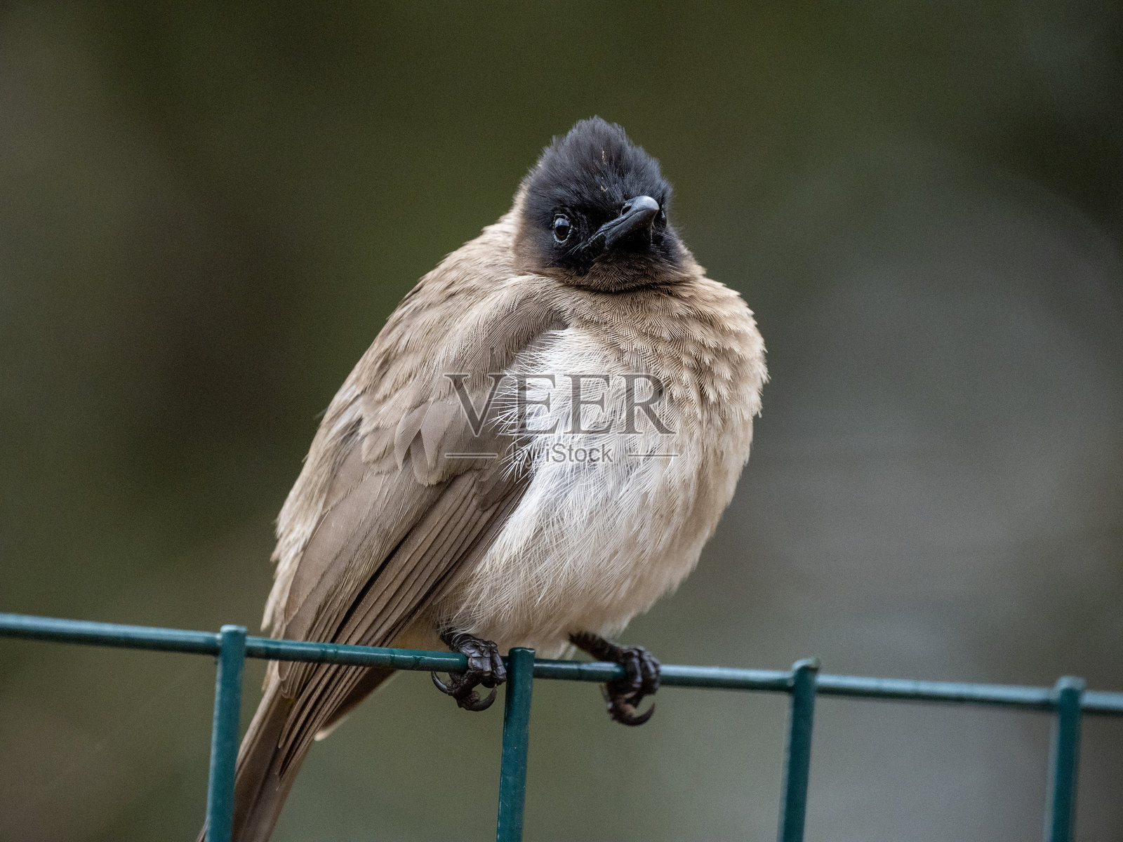 三色鹎照片摄影图片