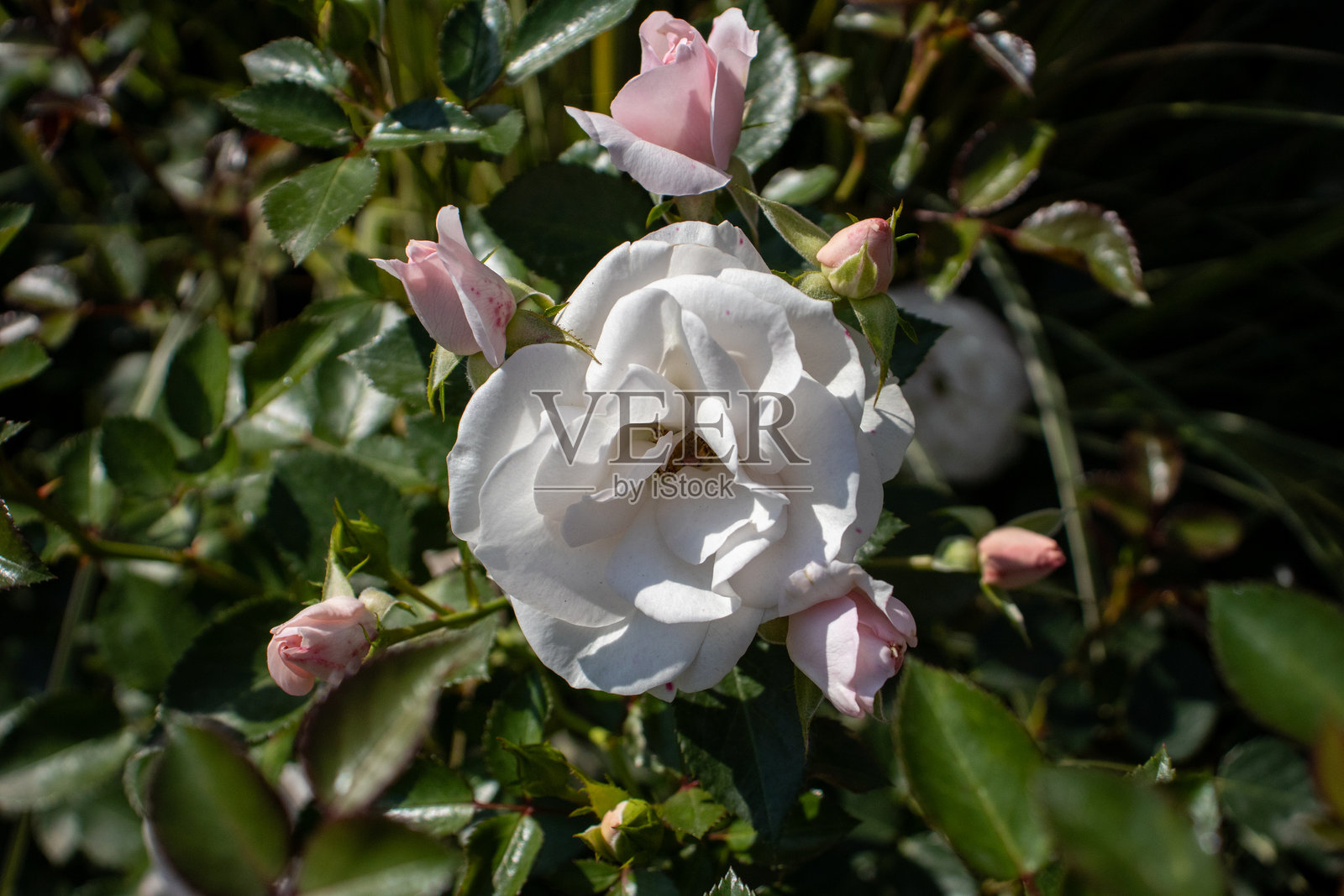 自然景观中树枝上的花朵特写照片摄影图片